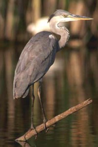  Image name: Airone cenerino.jpg 
 width: 200 pixel 
 height: 300 pixel 
 Size: 14743 bytes 
 Click to enlarge 